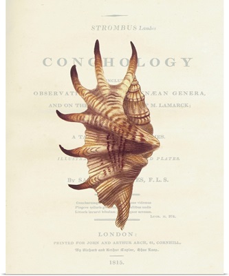 Conchology Strombus Lambis