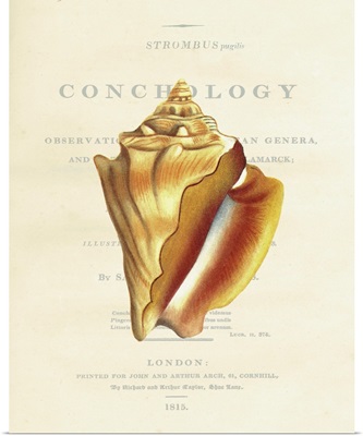 Conchology Strombus Pugilus