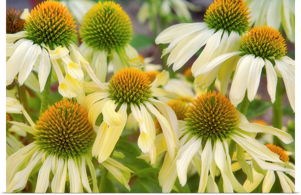 Cone Flower. Echinacea 'Sunrise'. Hughes Water Gardens. Oregon