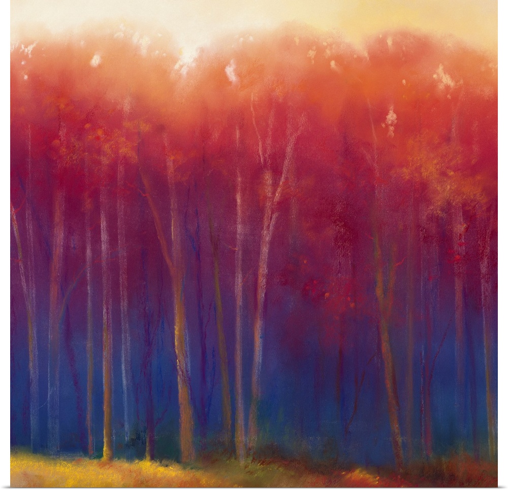 Pastel colors to create a gradient in this landscape of slender tress on the edge of a forest meadow on a square Giclee pr...