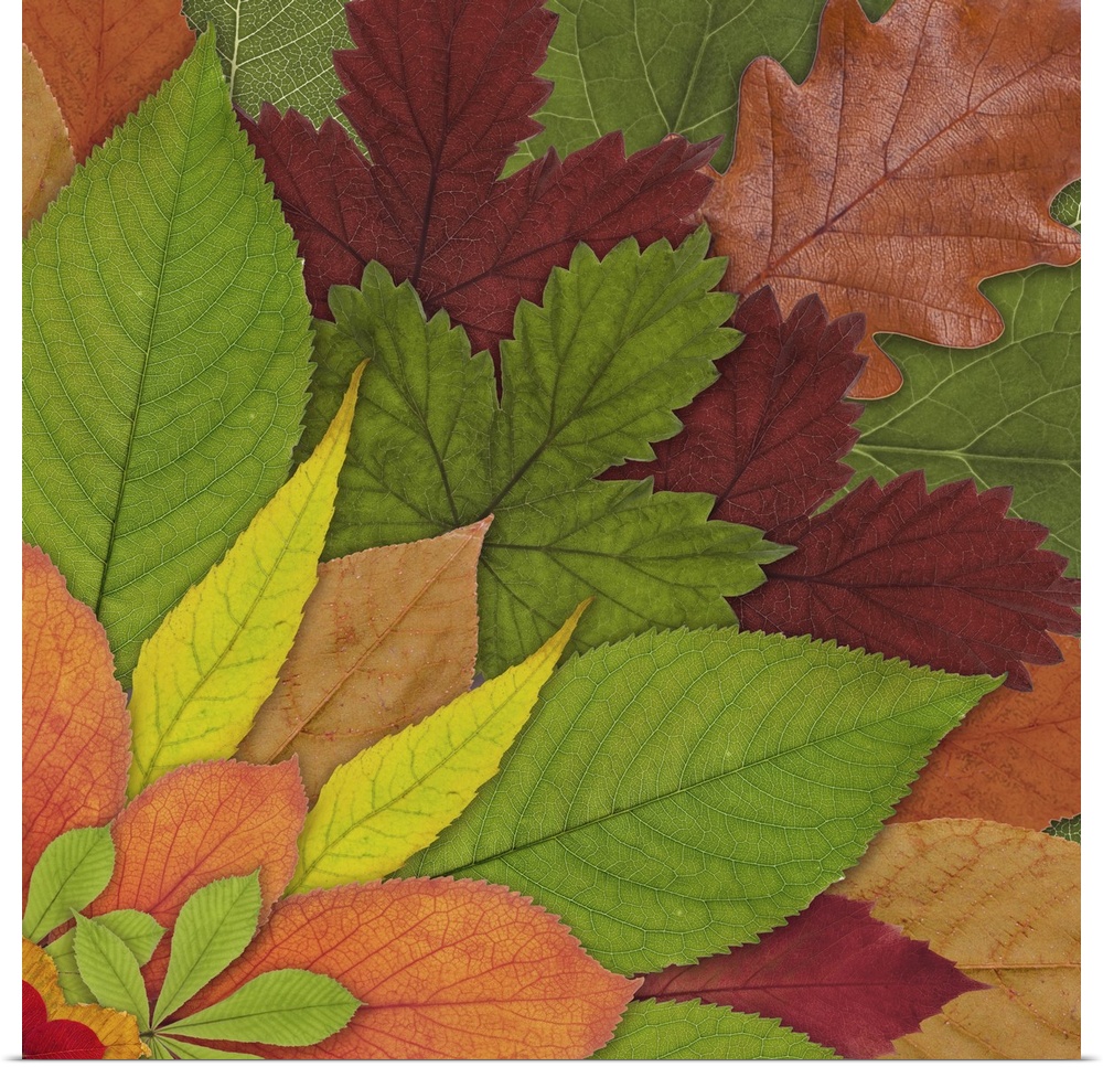 Fall Leaf Mandala 2