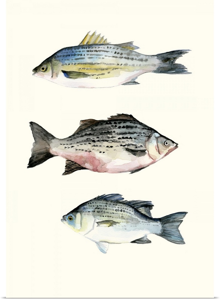 Contemporary watercolor painting of three fish on an off white background.