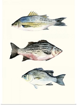 Fish Grouping 2