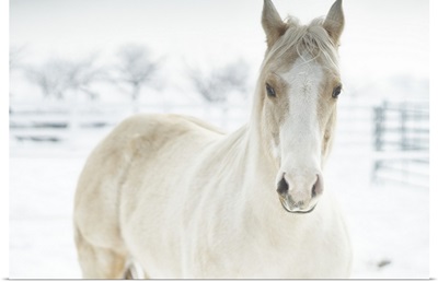 Horse Mendon White