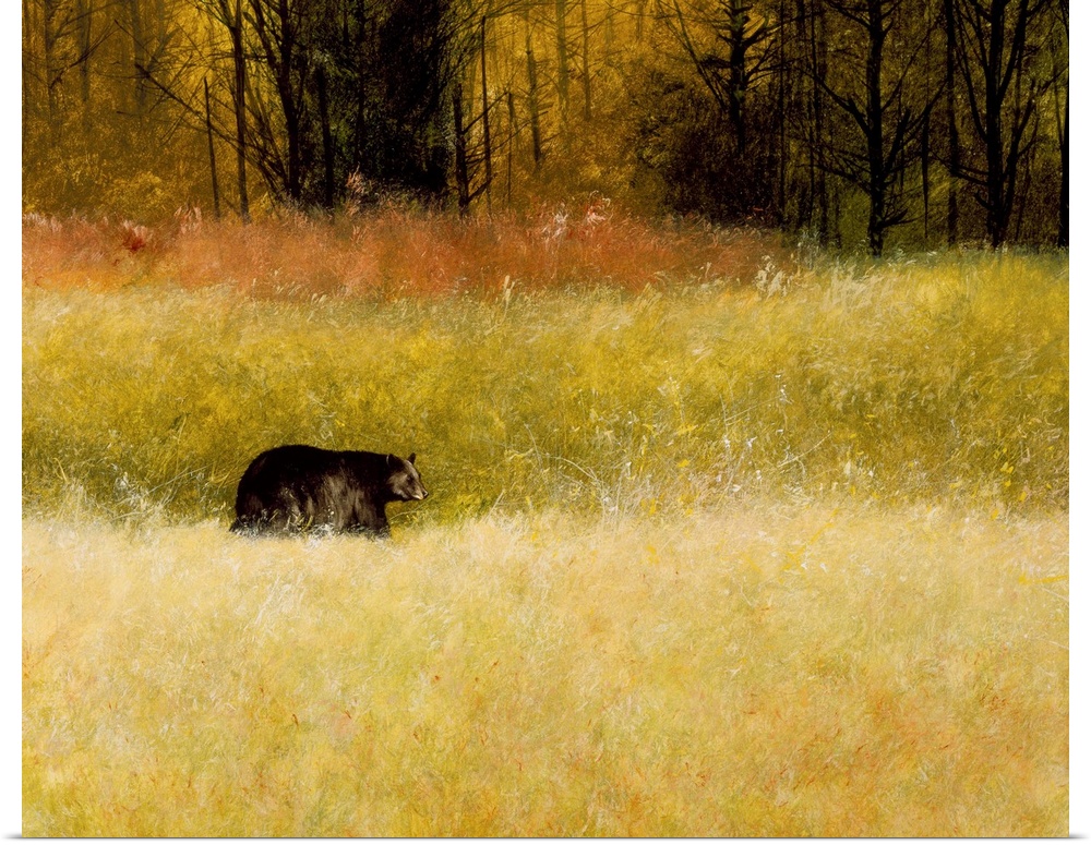 Contemporary painting of a black bear walking on all fours through a field of tall grass.