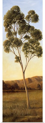 Lonely Eucalyptus I