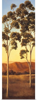 Lonely Eucalyptus II