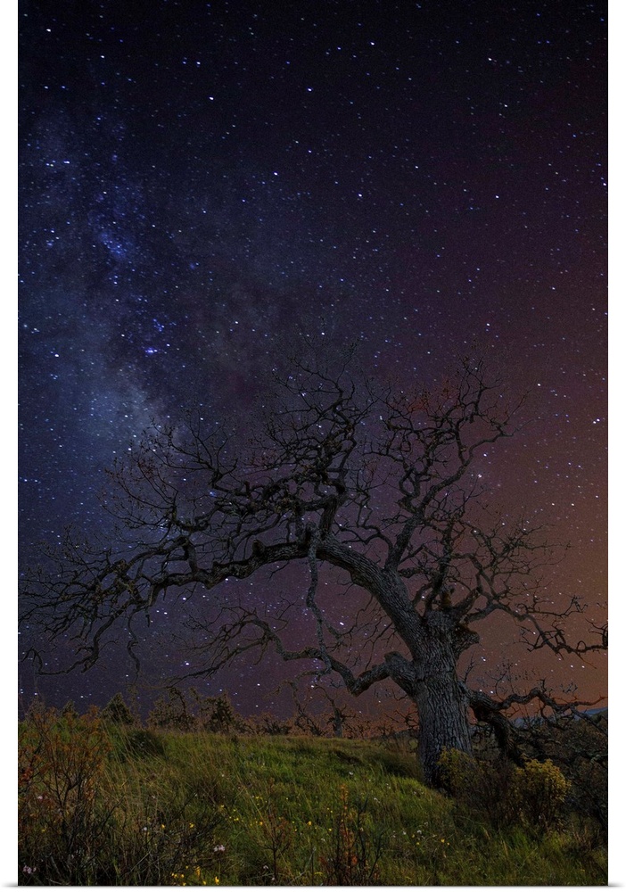 A tree with bare branches under a starry night sky.