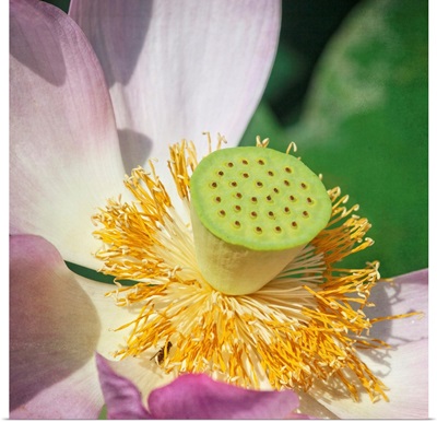 Lotus Lily I