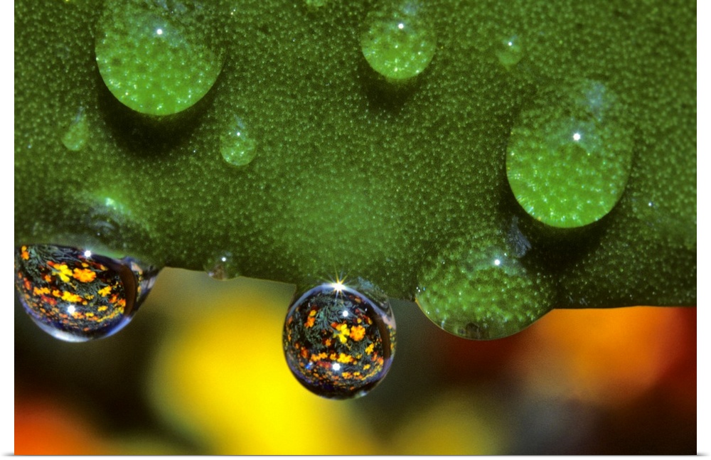 Marigolds reflected through water drops. Monroe, Oregon.