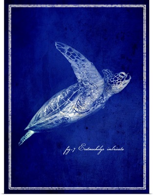 Marine Collection II - Sea Turtle