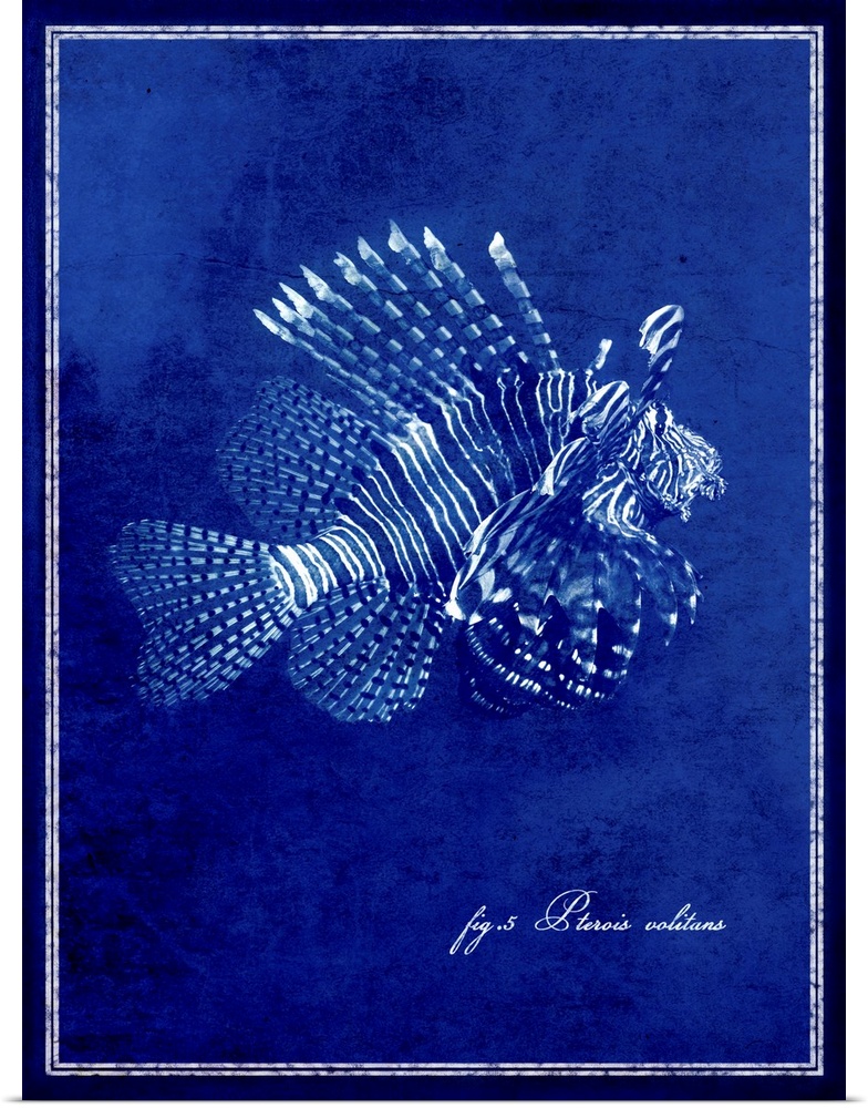 Marine Collection IV - Lionfish