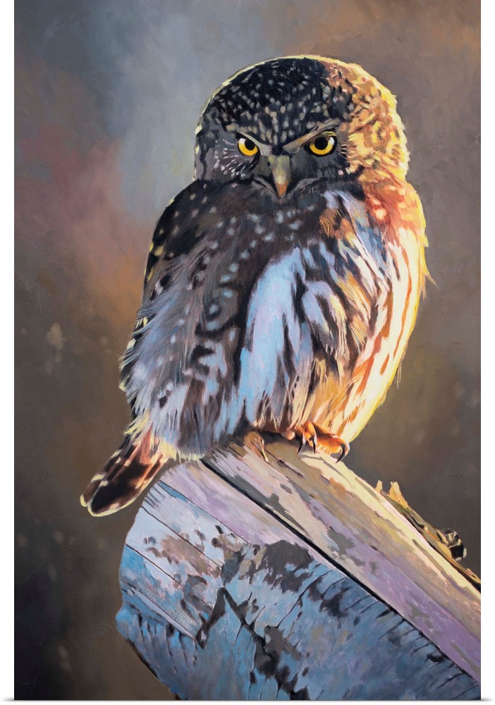 A contemporary painting of a pygmy owl.