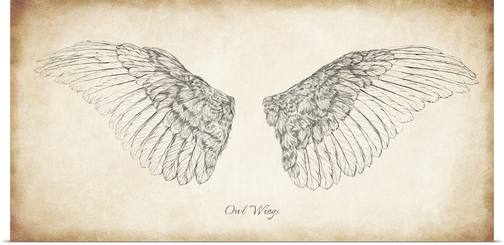 Antique illustration of owl wings.