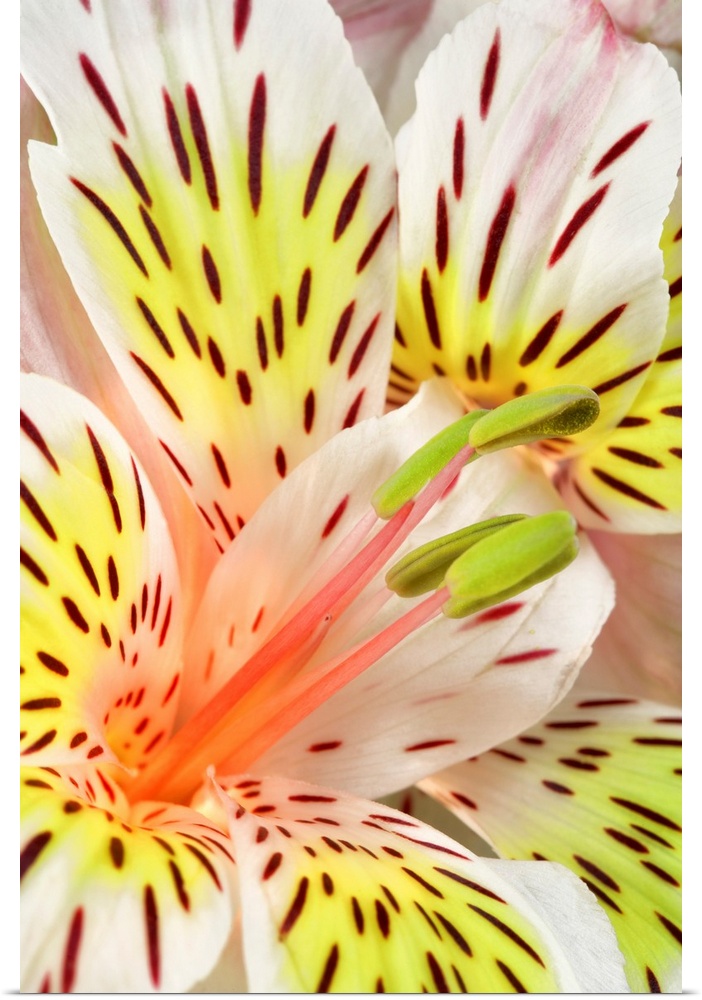Close up of Peruvian Lily (Sp Alstroemeria).