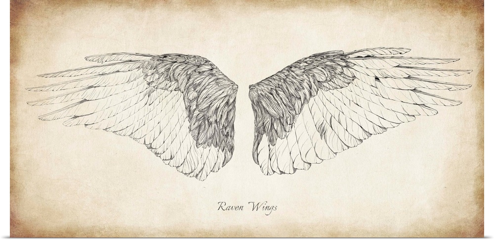 Antique illustration of raven wings.