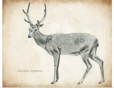 Scientific Deer Sketch II