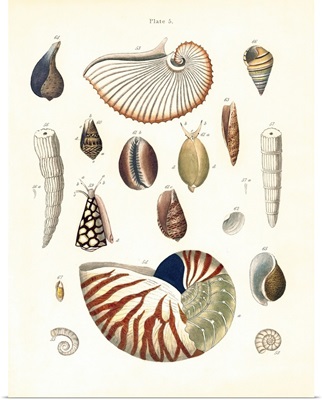 Shells V