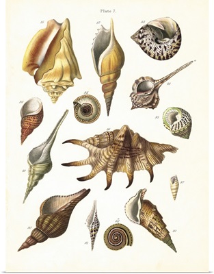 Shells VII