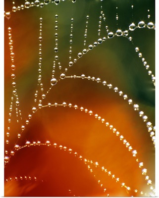 Spider Web - Nature Series 848