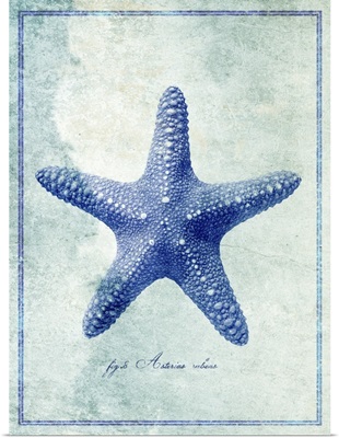 Starfish II