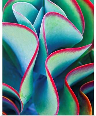 Succulent - Color 79