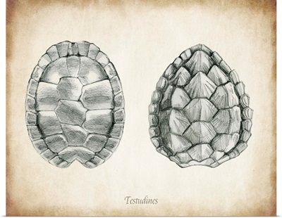 Testudines Shells