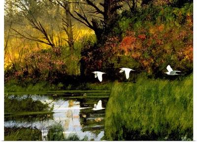 Three Egrets