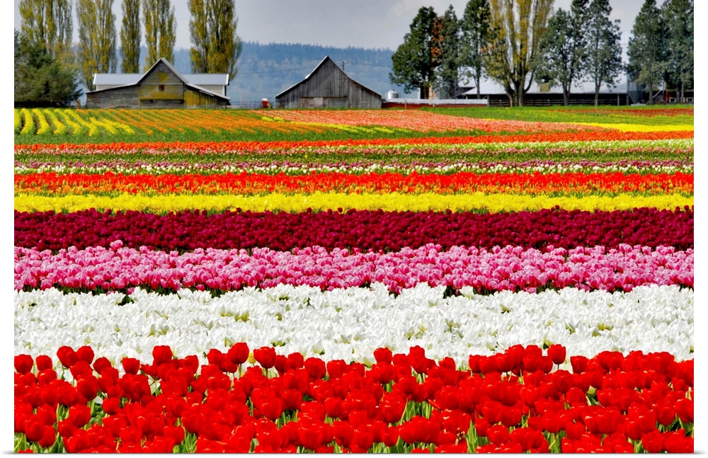 Rows of colorful tulips on a farm.