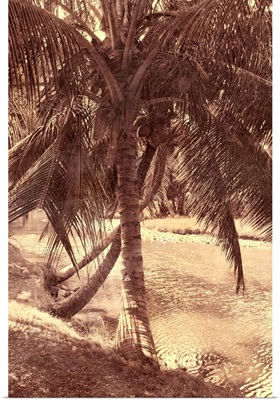 Under the Palm
