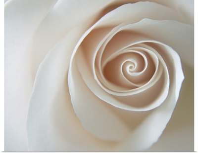 White Rose Swirl