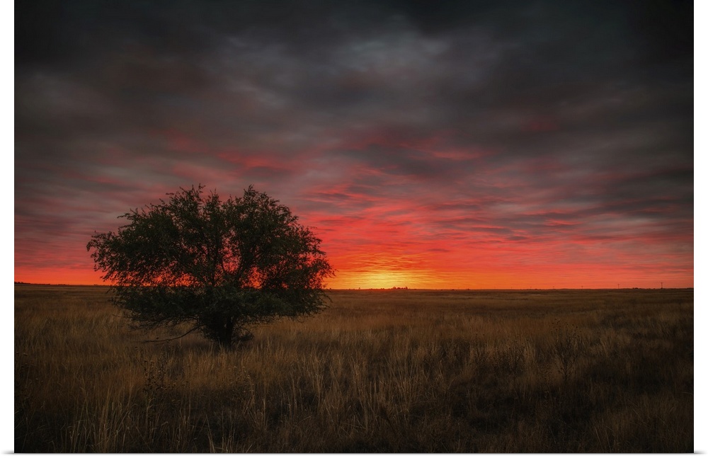 An elm tree stands along in the vastness of the Colorado prairie during a stunningly beautiful sunrise.