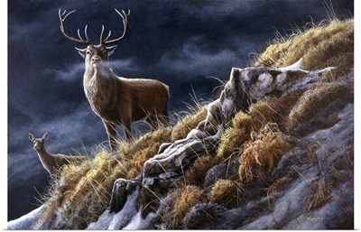 Majesty - Red Deer