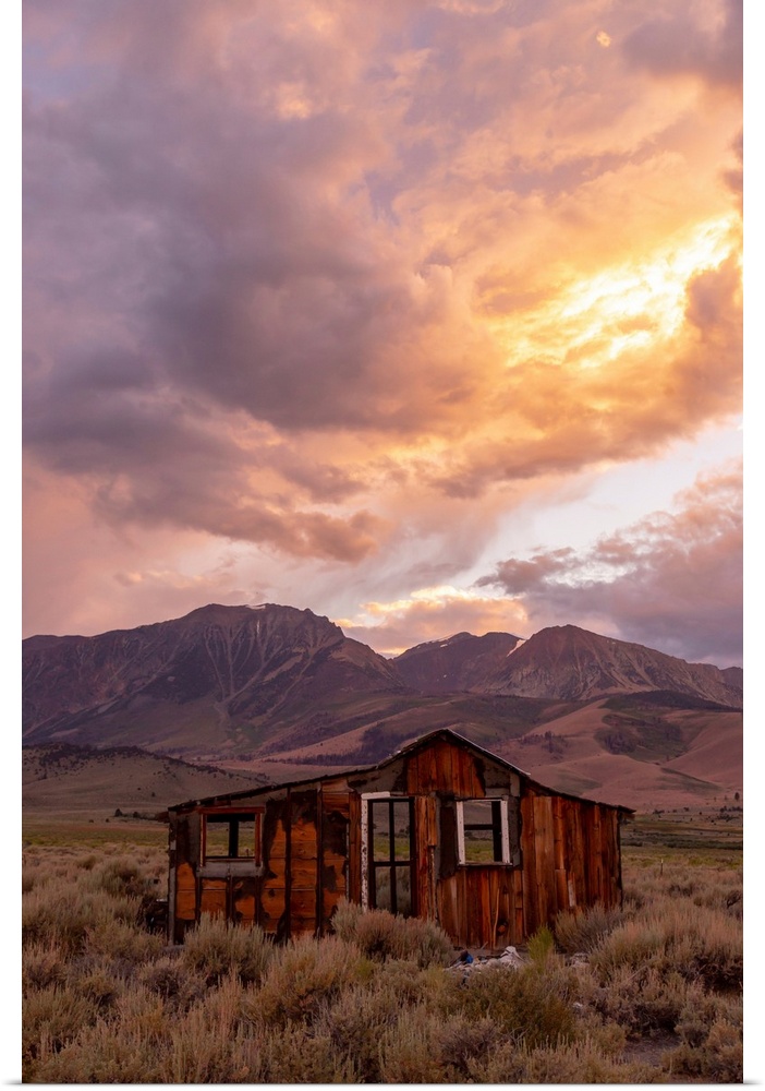 Mammoth And Ancient Bristlecone