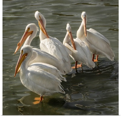 Pelican Poise