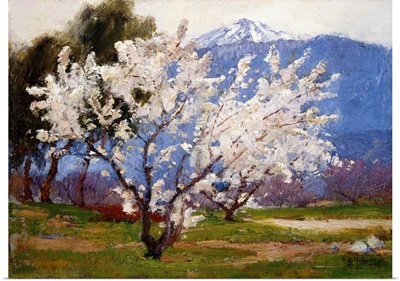 Almond Blossoms Near Banning