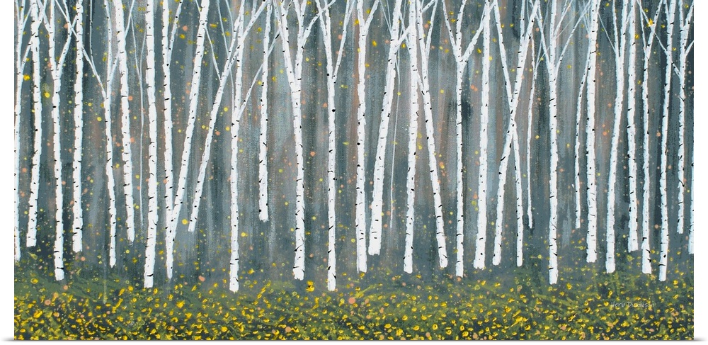 Rows of Birch trees with yellow Autumn leaves falling to the ground.
