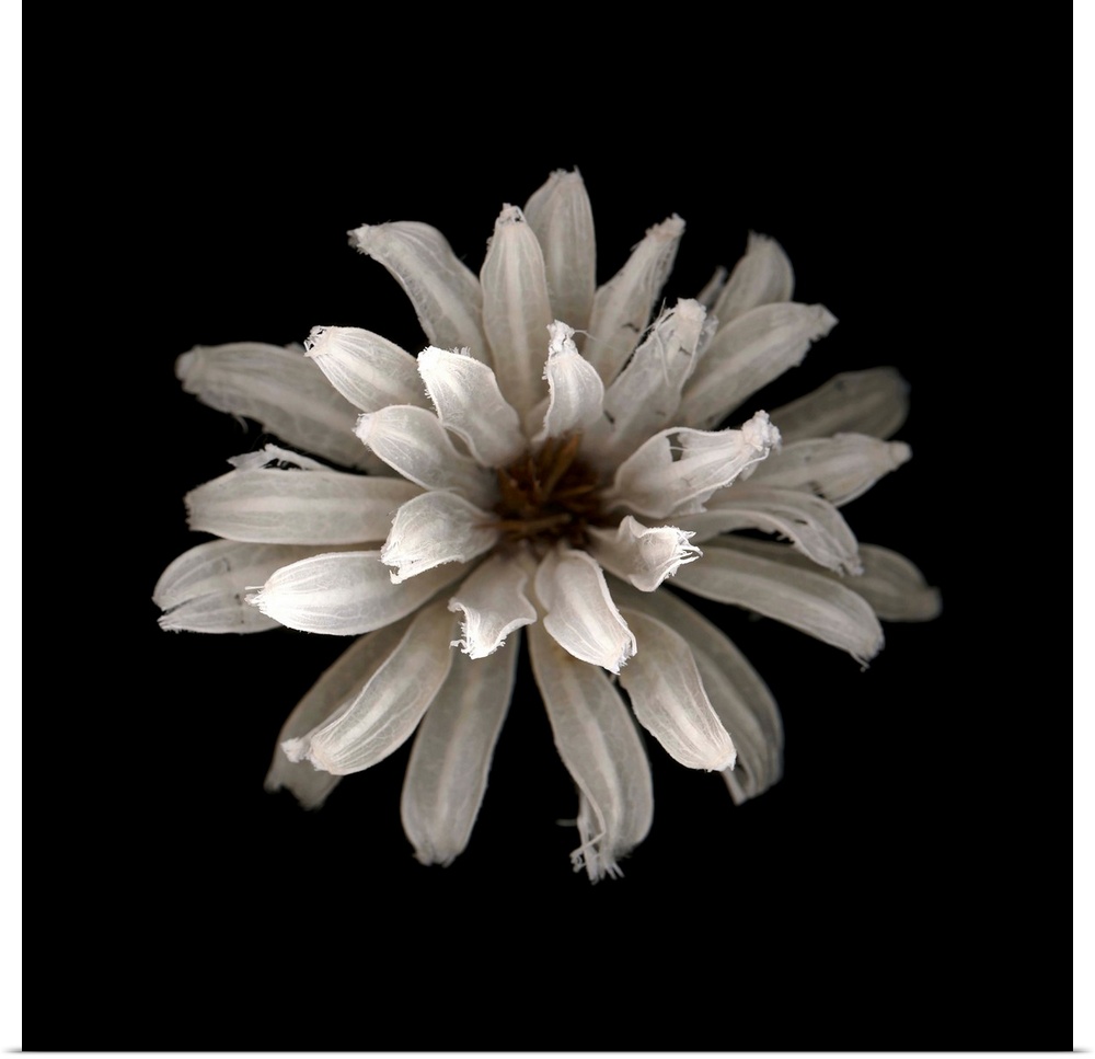 Square photograph of a white flower against a black background.