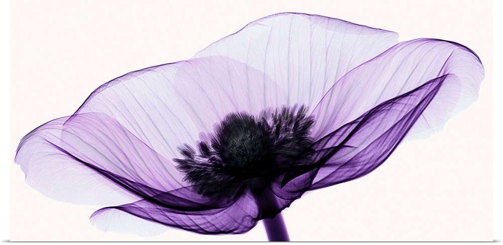 X-Ray photograph of an anemone against a white background.