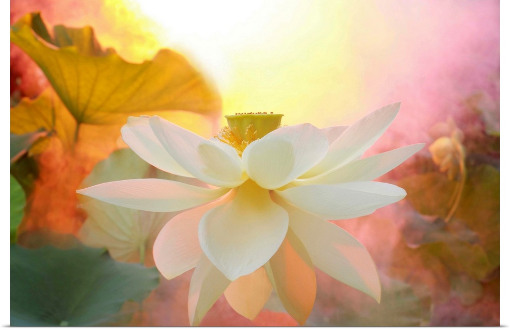 A soft pastel colored photograph of a white flower.