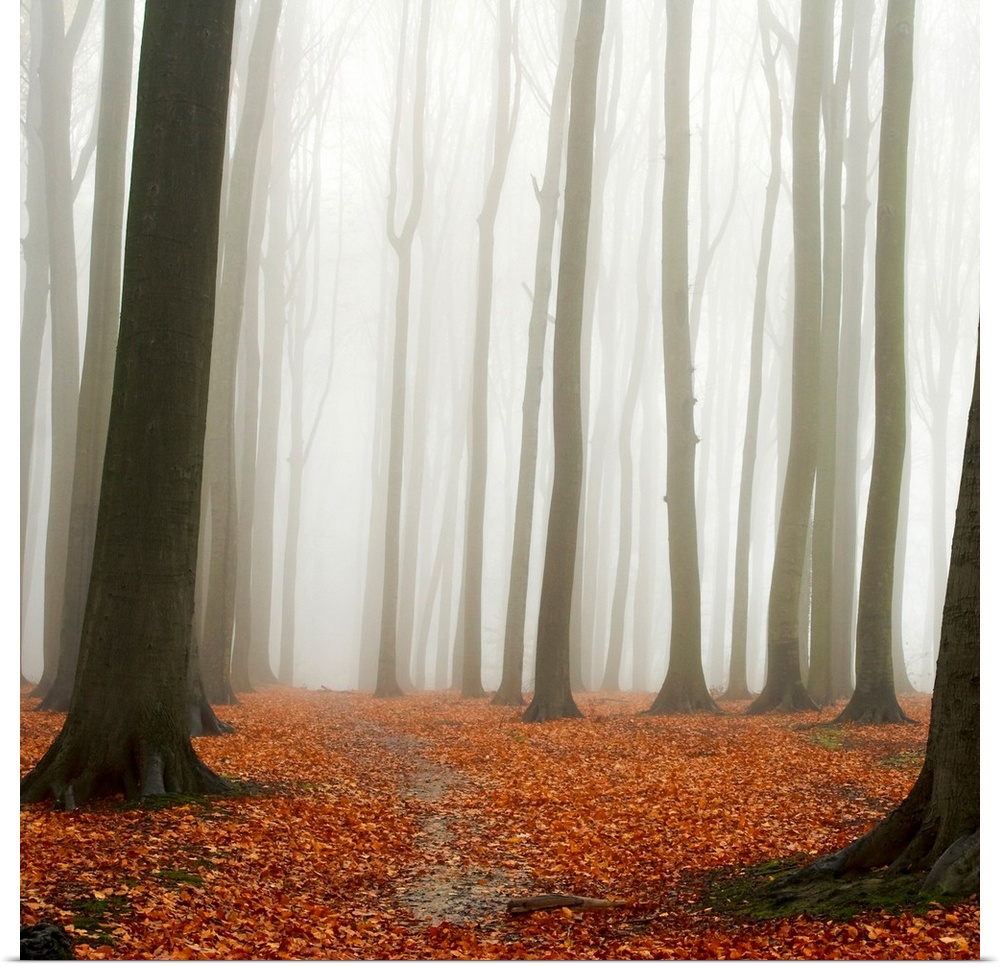 A square photograph of a forest engulfed by a mist with a layer of leaves on the ground.