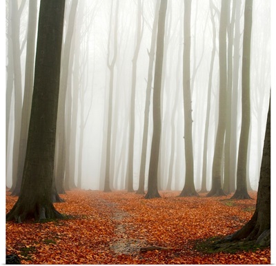 Autumn Forest Floor