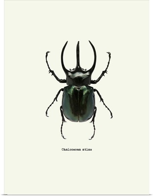 Beetle Black