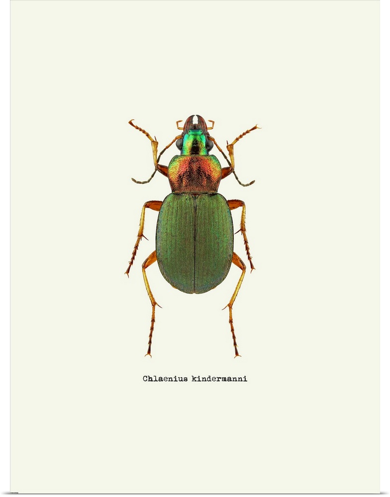 Image of a green beetle with the scientific name below it, Chlaenius Kindermanni.