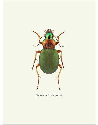 Beetle Green