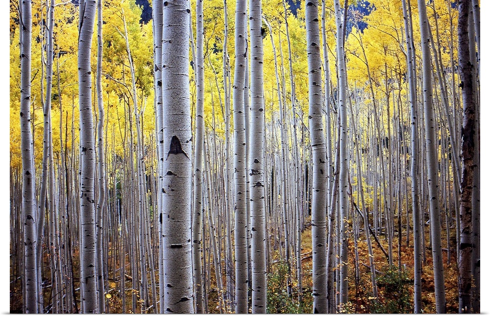 A horizontal photograph of a thick forest of birch trees with yellow leaves.
