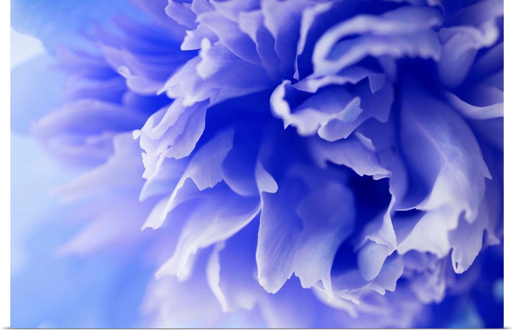 Close up photograph of a blue flower.