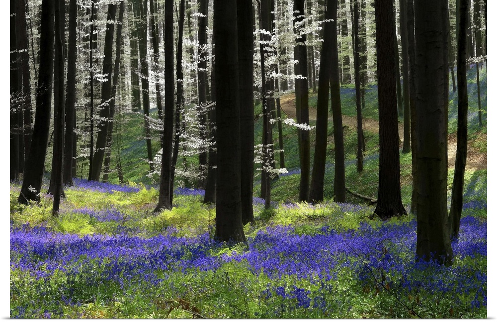 A photograph of an idyllic dense forest scene with purple flowers on the ground.