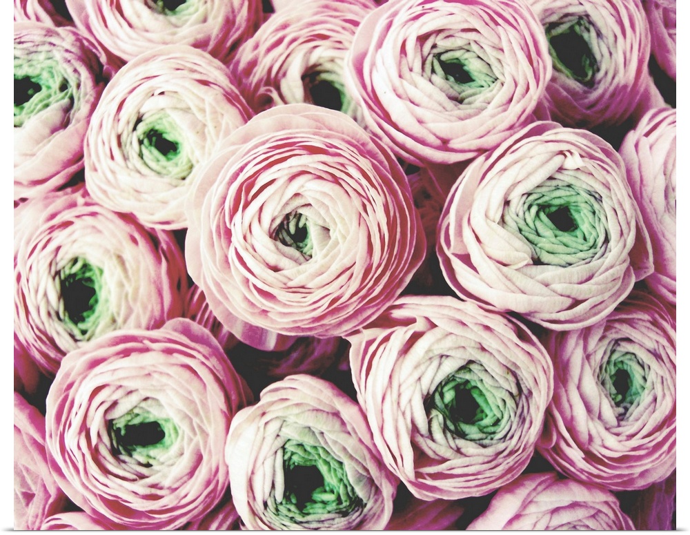 Photograph of a pale pink bouquet of flowers with green centers.