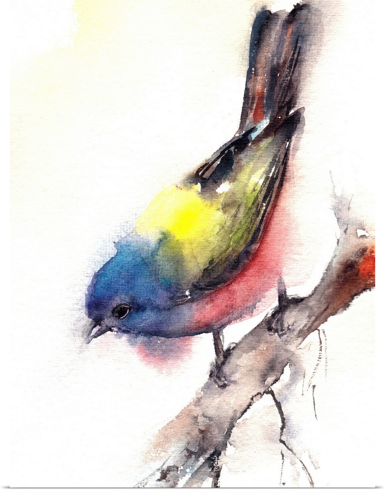 A contemporary watercolor painting of a garden bird on branch against a white background.